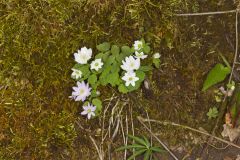 Rue Anemone, Anemonella thalictroides