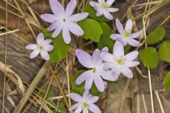 Rue Anemone, Anemonella thalictroides