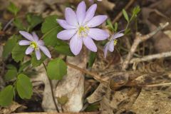 Rue Anemone, Anemonella thalictroides