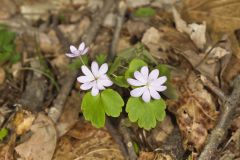 Rue Anemone, Anemonella thalictroides