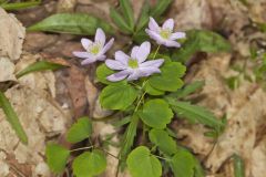 Rue Anemone, Anemonella thalictroides