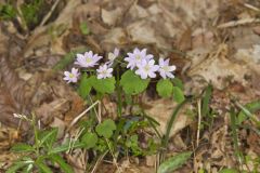 Rue Anemone, Anemonella thalictroides