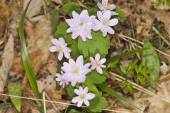 Rue Anemone, Anemonella thalictroides