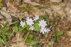 Rue Anemone, Anemonella thalictroides