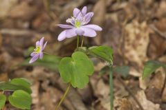 Rue Anemone, Anemonella thalictroides