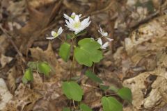 Rue Anemone, Anemonella thalictroides