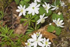 Rue Anemone, Anemonella thalictroides