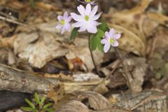 Rue Anemone, Anemonella thalictroides