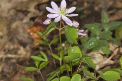 Rue Anemone, Anemonella thalictroides