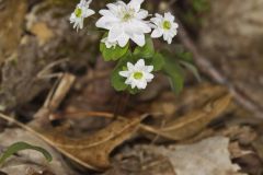 Rue Anemone, Anemonella thalictroides