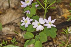 Rue Anemone, Anemonella thalictroides