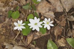 Rue Anemone, Anemonella thalictroides