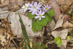 Rue Anemone, Anemonella thalictroides