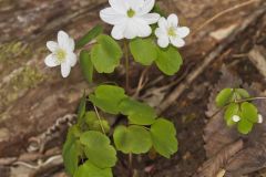 Rue Anemone, Anemonella thalictroides