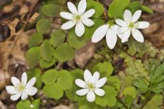 Rue Anemone, Anemonella thalictroides