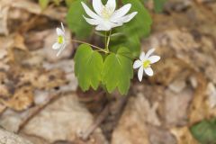 Rue Anemone, Anemonella thalictroides