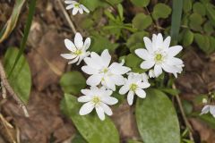 Rue Anemone, Anemonella thalictroides