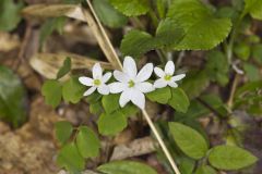 Rue Anemone, Anemonella thalictroides