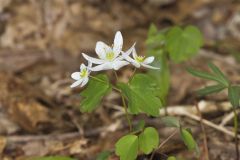 Rue Anemone, Anemonella thalictroides