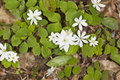 Rue Anemone, Anemonella thalictroides