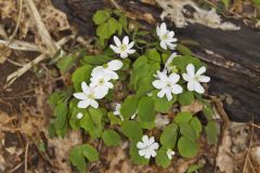 Rue Anemone, Anemonella thalictroides