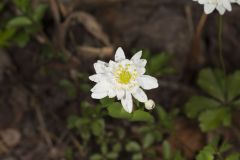 Rue Anemone, Anemonella thalictroides