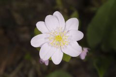 Rue Anemone, Anemonella thalictroides