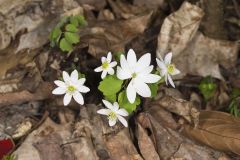 Rue Anemone, Anemonella thalictroides