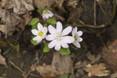 Rue Anemone, Anemonella thalictroides