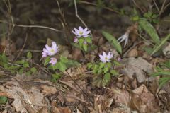 Rue Anemone, Anemonella thalictroides