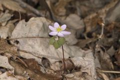 Rue Anemone, Anemonella thalictroides