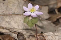 Rue Anemone, Anemonella thalictroides