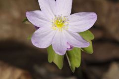 Rue Anemone, Anemonella thalictroides