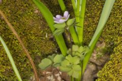 Rue Anemone, Anemonella thalictroides