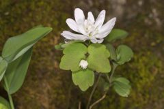 Rue Anemone, Anemonella thalictroides