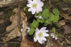 Rue Anemone, Anemonella thalictroides