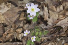 Rue Anemone, Anemonella thalictroides