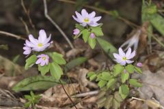 Rue Anemone, Anemonella thalictroides