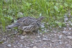 Ruffed Grouse, Bonasa umbellus