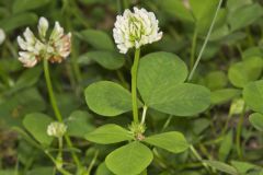 Running Buffalo Clover, Trifolium stoloniferum