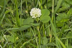 Running Buffalo Clover, Trifolium stoloniferum