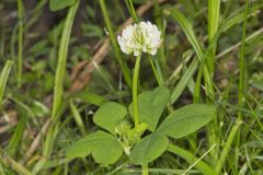 Running Buffalo Clover, Trifolium stoloniferum