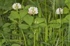 Running Buffalo Clover, Trifolium stoloniferum