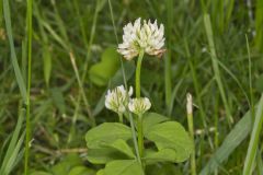 Running Buffalo Clover, Trifolium stoloniferum