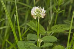 Running Buffalo Clover, Trifolium stoloniferum