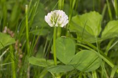 Running Buffalo Clover, Trifolium stoloniferum