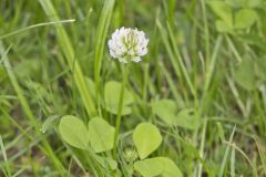 Running Buffalo Clover, Trifolium stoloniferum