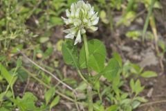 Running Buffalo Clover, Trifolium stoloniferum