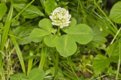 Running Buffalo Clover, Trifolium stoloniferum