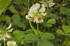 Running Buffalo Clover, Trifolium stoloniferum